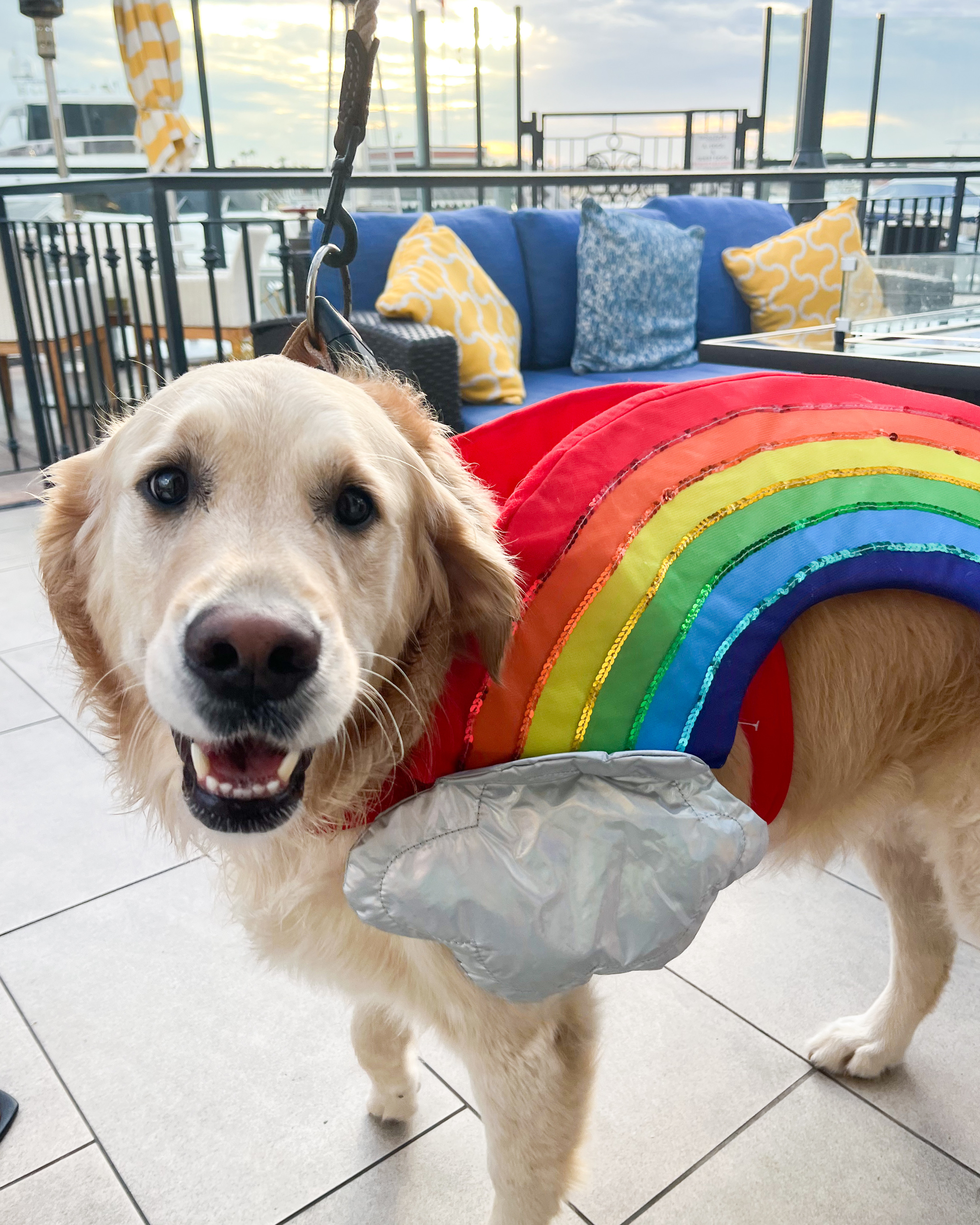 A dog in a rainbow outfit at our hotel near fashion island